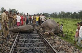 Bees, Bees Will Be Heard, Elephants, Rail Tracks, Rail Tracks accidents, Elephants on Rail Tracks, Rail Tracks in bengal, Keep Elephants Away, Elephants Away From Rail Tracks, State news