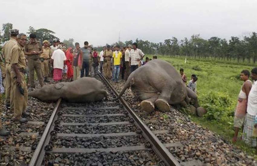 Bees, Bees Will Be Heard, Elephants, Rail Tracks, Rail Tracks accidents, Elephants on Rail Tracks, Rail Tracks in bengal, Keep Elephants Away, Elephants Away From Rail Tracks, State news