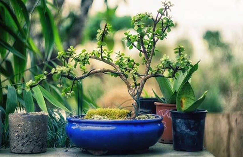 trees, plants, lucky plants, lucky charm, financial problems, plants remove financial issues, zodiac sign, horoscope, todays horoscope, religious news in hindi, jansatta