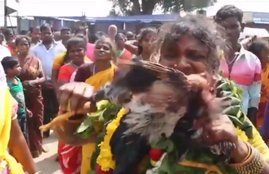 tamilnadu, south india, chennai, mayna kollai, live chicken eating contest, tamil nadu rituals, shivratri, religious news in hindi jansatta