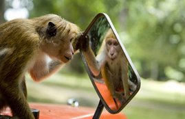 monkey
