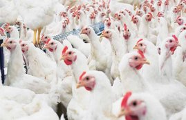 Science And Environment Center, Antibiotics in Poultry, Growing Antibiotics, Science And Environment Center Has Warned, Warned About Antibiotics, Antibiotics in Poultry area, Poultry, Health News