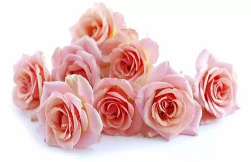 rose day images, rose day, happy rose day images, rose day 2018, happy rose day, happy rose day 2018, happy rose day image, happy rose day wishes, happy rose day gif images, हैप्पी रोज डे २०१८ इमेजेज, हैप्पी रोज डे इमेजेज, रोज डे, हैप्पी रोज डे, rose day messages in hindi, rose day sms, valentine day list, valentine day list 2018, valentine week list, valentine week day list, happy rose day messages, happy rose day sms, happy rose day messages in hindi, rose day wallpaper, happy rose day wallpaper, rose day status, happy rose day status, lifestyle news updates