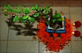 Tulsi, Tulsi at home, Benefits of Keeping Tulsi at Home, Benefits of Tulsi, vastushartra, рдШрд░ рдореЗрдВ рддреБрд▓рд╕реА, рддреБрд▓рд╕реА, рддреБрд▓рд╕реА рдХреЗ рд░рдЦрдиреЗ рдХреЗ рдлрд╛рдпрджреЗ, religious news in hindi, jansatta