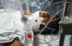 नोएडा: ‘फर्जी’ एनकाउंटर से हड़कंप, सब-इंस्पेक्टर गिरफ्तार, परिवार का आरोप- जाति की वजह से मारी गोली