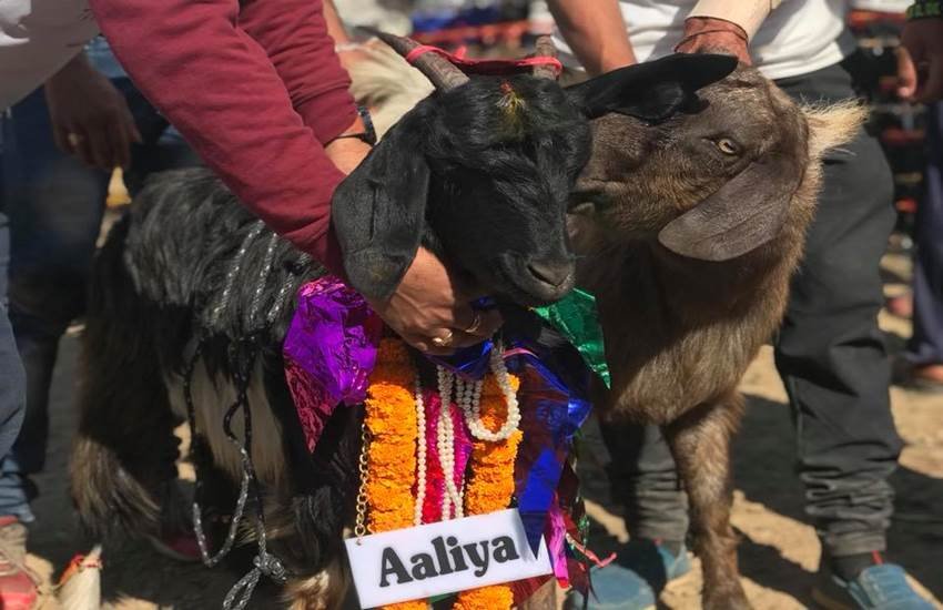 उत्तराखंड में बकरी पालन को बढ़ावा देने के लिए बकरियों का स्वयंवर कराया। (Photo Source - Faceboo/Green People)