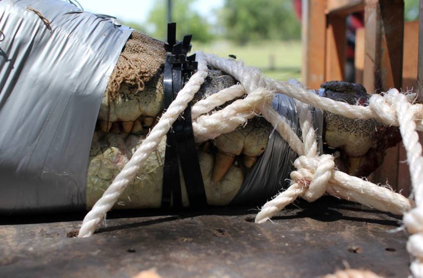 Crocodile, Crocodile pics, Crocodile in school, Crocodile in school ground, Crocodile photos, Crocodile wallpapers, Crocodile pictures, School Playground, Crocodile in School Playground, Crocodile in australia, A Four Metre Crocodile, A Four Metre Crocodile pics, photo gallery