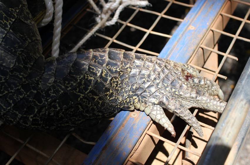 Crocodile, Crocodile pics, Crocodile in school, Crocodile in school ground, Crocodile photos, Crocodile wallpapers, Crocodile pictures, School Playground, Crocodile in School Playground, Crocodile in australia, A Four Metre Crocodile, A Four Metre Crocodile pics, photo gallery