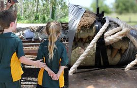 Crocodile, Crocodile pics, Crocodile in school, Crocodile in school ground, Crocodile photos, Crocodile wallpapers, Crocodile pictures, School Playground, Crocodile in School Playground, Crocodile in australia, A Four Metre Crocodile, A Four Metre Crocodile pics, photo gallery