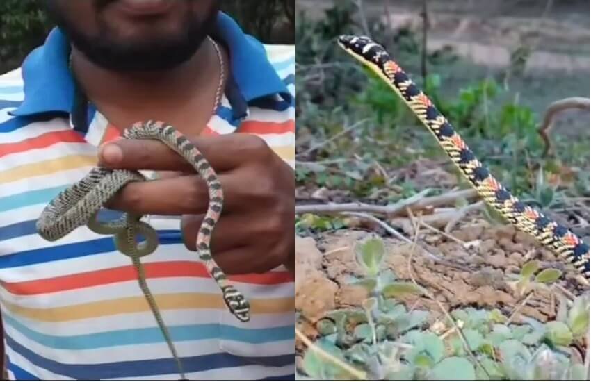 जानकारी मिलने पर सिमिलिपाल टाइगर रिजर्व की टीम ने आकर इस सांप को रेस्क्यू कराया और बाद में जंगल में छोड़ दिया। (फोटोः एएनआई)