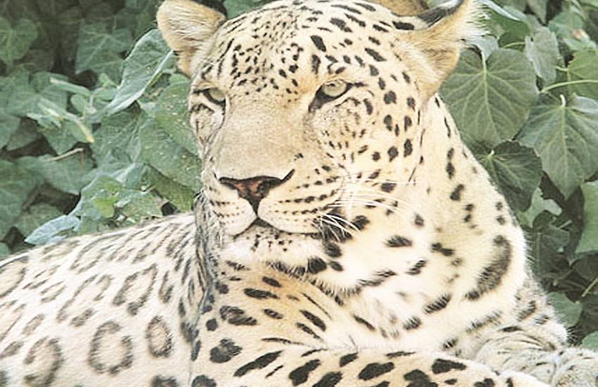 उत्तराखंड के मुख्य वन्य जीव संरक्षक डीबीएस खाती का कहना है कि बाघों और गुलदारों की मौत प्राकृतिक कारणों के अलावा आपसी संघर्षों के कारण भी होती है।