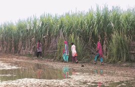 open defecation, open defecation free, ODF, OD, hindu, Muslim, latrine, Tiilet, Hindi news, News in Hindi, Jansatta