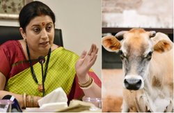 स्मृति ईरानी के अमेठी में गाय बांटने की खबरों पर फर्टिलाइजर कंपनी का खंडन