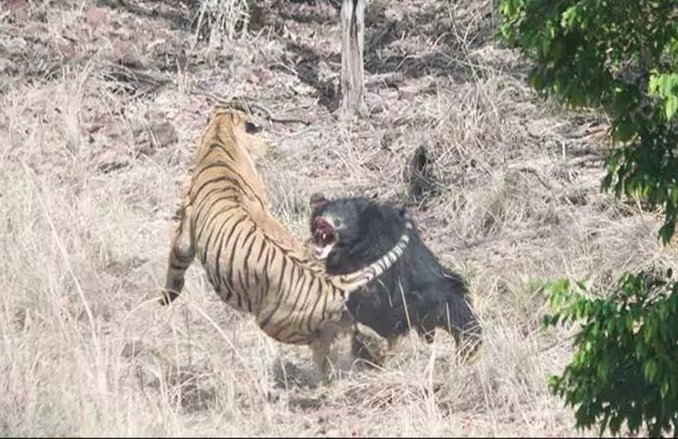 बाघ और भालू के बीच हुई रोमांचक लड़ाई, देखें जंगल का वीडियो