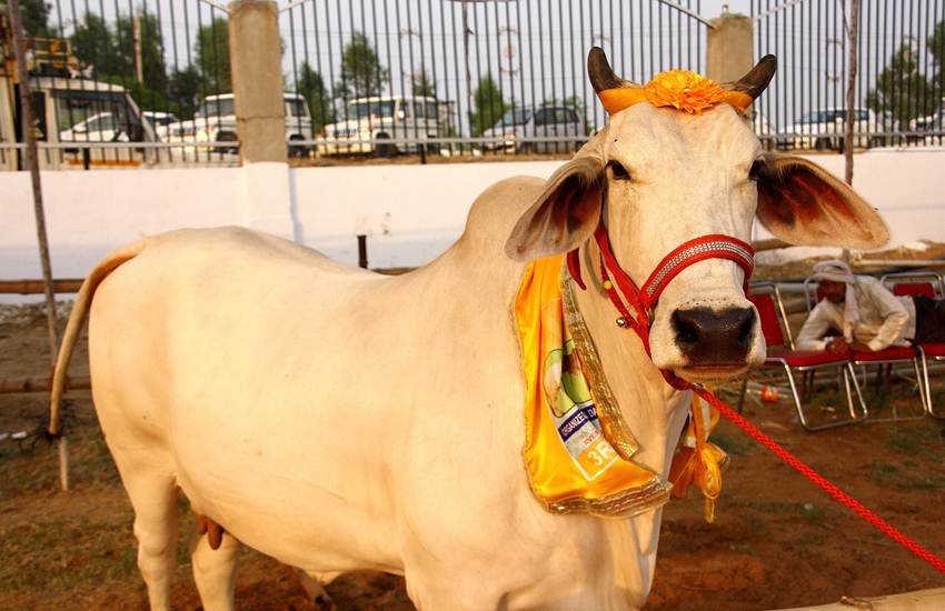 cow aadhaar, cow aadhaar number, cow unique number, cow yellow card, Madhya Pradesh, cm shivraj singh chouhan, BJP ruled state, hindi news, News in Hindi, Jansatta