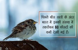 sparrow day, sparrow day 2018, world sparrow day 2018, why is world sparrow day celebrated in hindi, गौरैय्या, save sparrow in hindi, causes of sparrow become rare, how to save sparrow in hindi, गौरैय्या संरक्षण, environmental news in hindi, jansatta