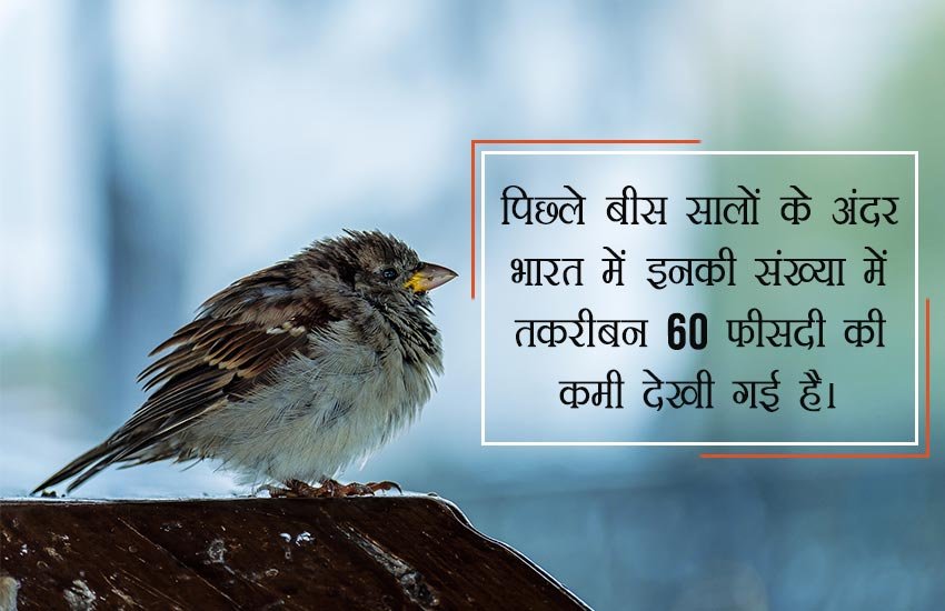 sparrow day, sparrow day 2018, world sparrow day 2018, why is world sparrow day celebrated in hindi, गौरैय्या, save sparrow in hindi, causes of sparrow become rare, how to save sparrow in hindi, गौरैय्या संरक्षण, environmental news in hindi, jansatta