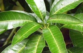 mango,mango fruit, mango leaves, benefits of mango leaves in hindi, benefits of eating mango leaves in hindi, benefits of mango in hindi, mango leaves for diabetes in hindi, diabetes, cholesterol, mango leaves nutritional value in hindi, kidney diseases, health news in hindi, jansatta