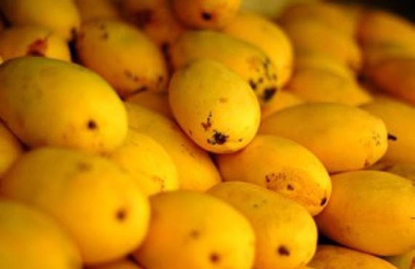 mango, mango benefits in hindi, mango shake benefits in hindi, side effects of eating mango in hindi, excessive eating of mango in hindi, mango side effects in hindi, health news in hindi, jansatta
