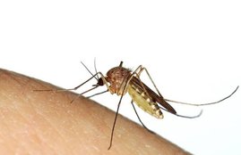 mosquito, mosquito bite, mosquito infected diseases, mosquito net, mosquito killer, mosquito bite allergy, mosquito bite cream, mosquito infection, mosquito bite disease, mosquito borne disease, mosquito borne diseases in india, mosquito borne disease prevention, mosquito borne disease symptoms, health tips in hindi, health news in hindi, beauty tips in hindi, healthy life tips in hindi, health, lifestyle news in hindi, healthy lifestyle, healthy lifestyle tips in hindi, jansatta