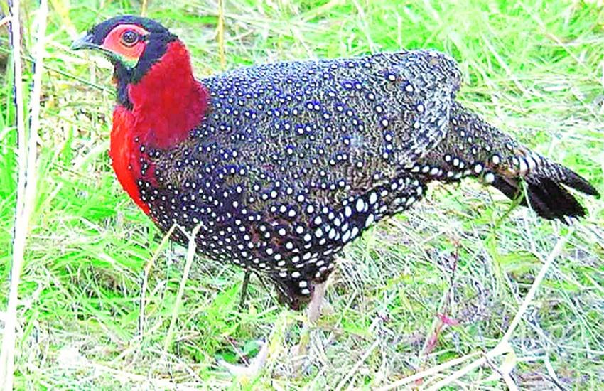 इस पक्षी का नाम वेस्टर्न ट्रैगोपैन भी है।