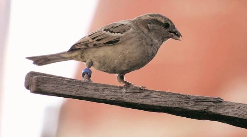 sparrow day, sparrow day 2018, world sparrow day 2018, why is world sparrow day celebrated in hindi, गौरैय्या, save sparrow in hindi, causes of sparrow become rare, how to save sparrow in hindi, गौरैय्या संरक्षण, environmental news in hindi, jansatta