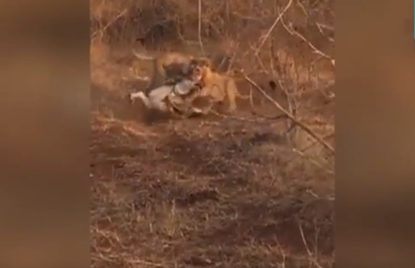 गाय पर हमला करते हुए शेरनी। (Photo Source: Video Grab)