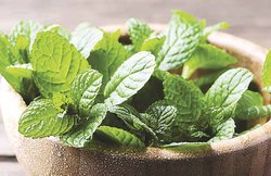 जानिए कैसे बनाएं गरमी में किचन गार्डन