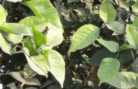 Quince Leafs, Quince Leafs in pray, Quince Leafs facts, Quince Leafs importance, Quince Leafs and god, Quince Leafs and shiv ji, shivling and Quince Leafs, Quince Leafs at shivling, Reason Behind Belief, Religion news