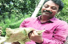 chambal, Chambal Sanctuary, Turtles, making chips by Turtles, Turtles killed in chambal, political news in hindi, national news in hindi, international news in hindi, state news in hindi, latest news in hindi, world news in hindi, jansatta