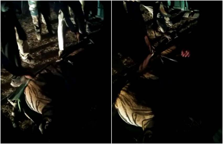 बेहोशी की हालत में बाघिन। 