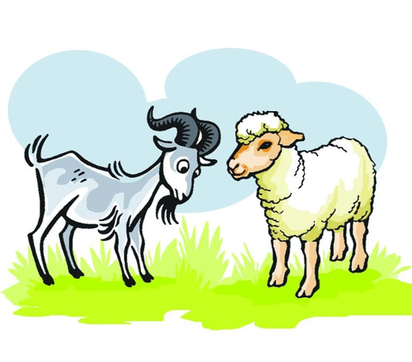 नन्ही दुनियाः शरारती मेमना