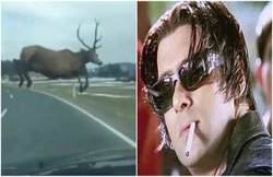 VIDEO: Salman Khan की कार देख कैसे भागा हिरण! फैसले पर मौज में सोशल मीडिया