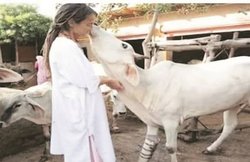 विशेषः गोवर्धन में विदेशी महिला ने खोली गोशाला