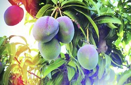 green mango benefits, green mango benefits in hindi, green mango benefits weight loss in hindi, raw green mango benefits in hindi, unripe green mango benefits in hindi, mango, summer, mango during summer, summer deseases, summer problems in hindi, health news in hindi, jansatta