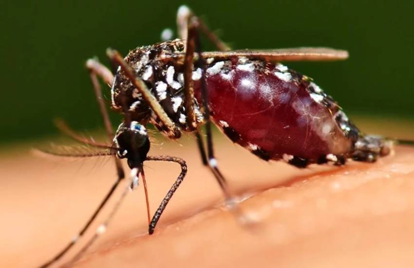 World Malaria Day 2018, when is malaria day, World Malaria Day 2018 observance, why is World Malaria Day observed, malaria day, history of malaria day, indian express, jansatta news