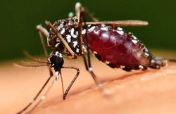 World Malaria Day 2018: ग्लोबल मलेरिया नोबेल मलेरिया