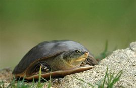 Turtles, Turtles facts, Turtles benefits, Turtles in house, Turtles in home, Turtles in hindu, Turtles in hinduism, Turtles and pray, Turtles and god, Auspicious in Hindu Religion, Auspicious in Hindu, Religion news