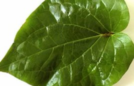Betel Leaf, Betel Leaf facts, Betel Leaf in worship, god in Betel Leaf, pan ka patta, pan ka patta puja, puja and pan ka patta, pan ka patta benefits, Betel Leaf at home, religion news