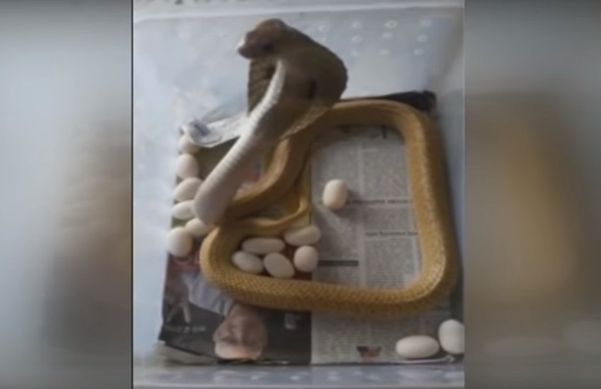 कोबरा ने 23 अंडे दिए। (Photo Source: Video Grab) कोबरा ने 23 अंडे दिए। (Photo Source: Video Grab)