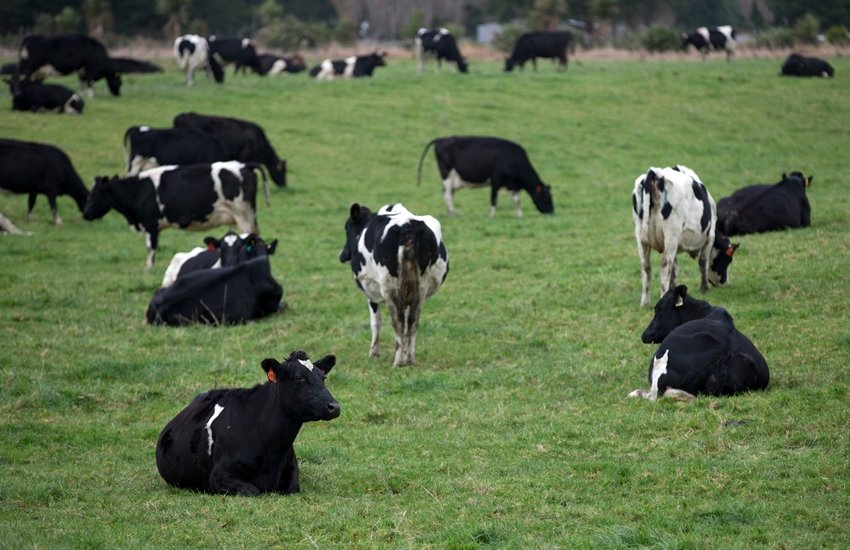  गौमूत्र बेचने से राजस्थान में किसानों की आमदनी 30% तक बढ़ी।(फोटो सोर्स- एपी) 