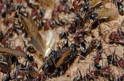 घर में है चीटियों का बसेरा तो अपनाएं ये घरेलू नुस्खे, नजर नहीं आएंगी