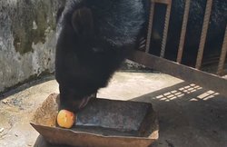 कुत्ता समझ दुकान से खरीद लाई महिला, 2 साल बाद सामने आई हकीकत ने उड़ा दिये होश