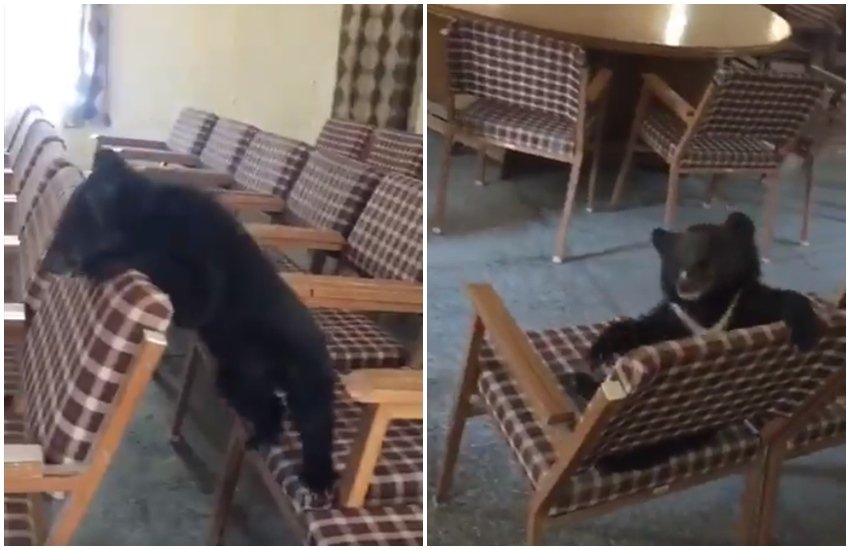 SDM के ऑफिस में भालू के बच्चे की उछल-कूद (फोटो सोर्स- वीडियो स्क्रीनशॉट) SDM के ऑफिस में भालू के बच्चे की उछल-कूद (फोटो सोर्स- वीडियो स्क्रीनशॉट)