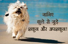Dog, Dog facts, Dog and astrology, astrology and dog, astrology facts, astrology about dog, astrology facts, dog at home, astrology dog facts, Cow And Dog Playing, Cow And Dog Playing home, Religion News