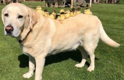 अद्भुत: कुत्ते ने बत्तख के नौ अनाथ बच्चों को लिया ‘गोद’, दे रहा पिता का प्यार