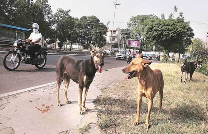 यूपी: शौच के लिए बाहर गई 8 साल की लड़की पर कुत्तों का हमला, मौत