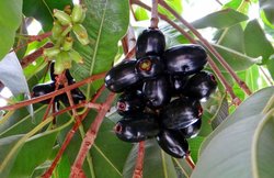 जामुन खाइए ही नहीं स्किन पर भी लगाइए, बढ़ जाएगी खूबसूरती, जानें कैसे