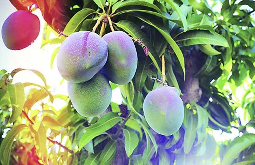 mango, mango garden, memories of mango garden, duniya mere aage, national news in hindi, international news in hindi, political news in hindi, economy, india news in hindi, world news in hindi, jansatta editorial, jansatta article, hindi news, jansatta