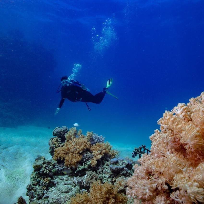 Bollywood, Parineeti Chopra, Great Barrier Reef, Australia, Scuba Diving, arjun kapoor, melbourne, namastey london, Sydney, Namaste England